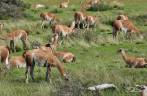 Encontro com guanacos no nosso caminho para o parque Torres del Paine, no sul do Chile